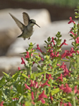 Hummingbird Austin, TX 3929